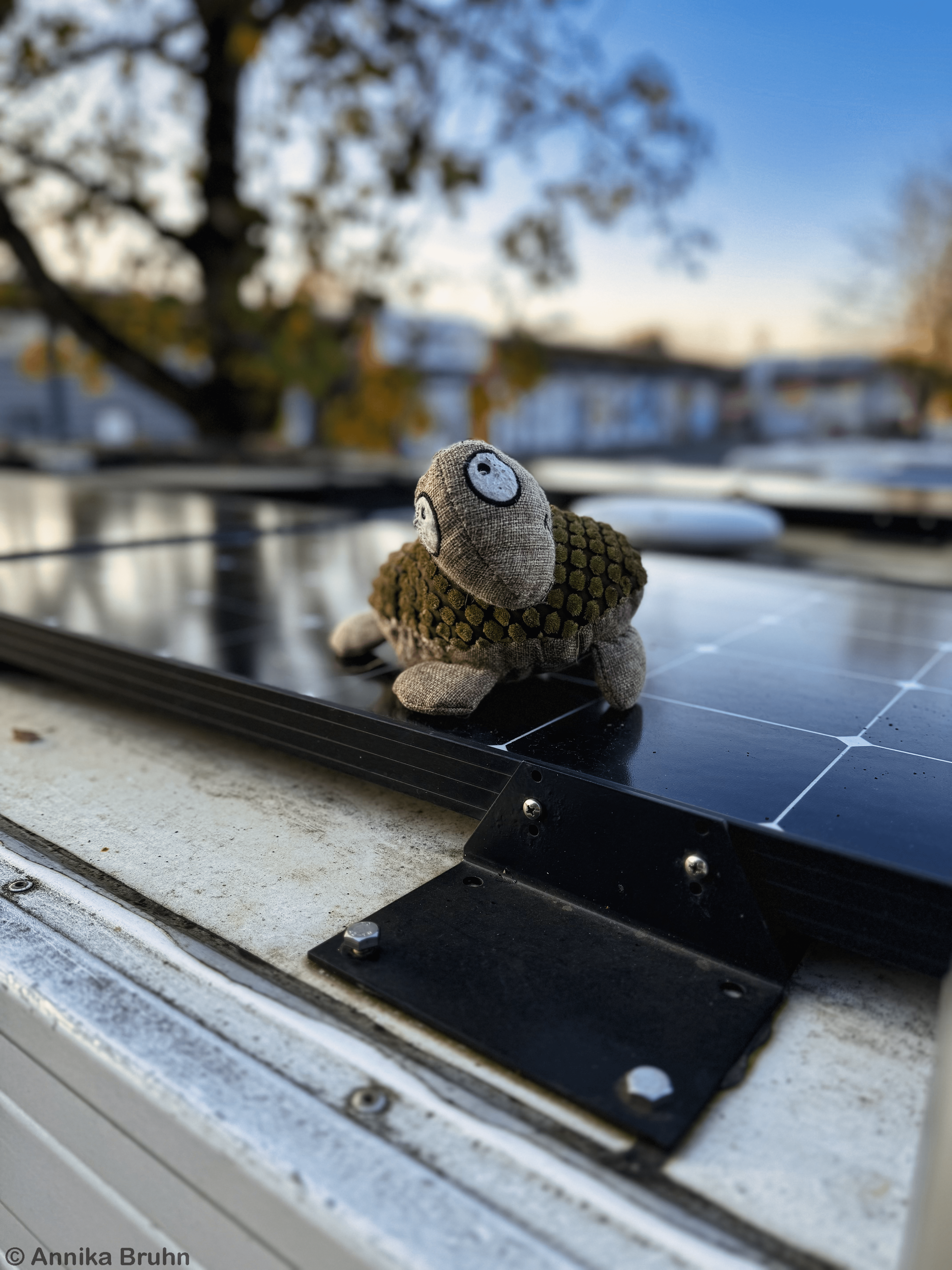 Schildi auf dem Dach von Karl